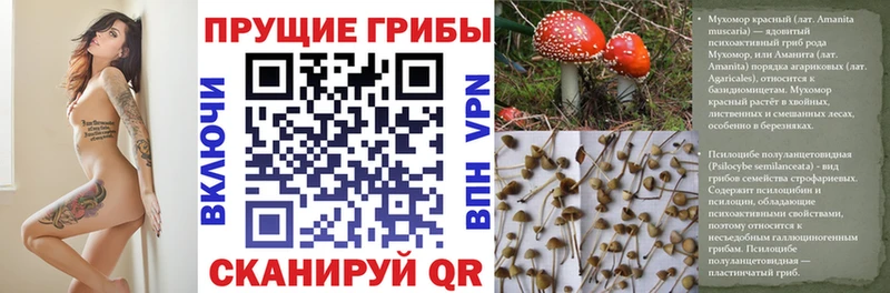 Псилоцибиновые грибы мицелий  продажа наркотиков  Богданович 